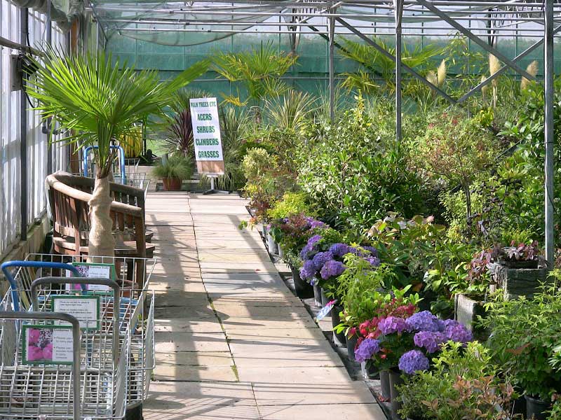 Nottinghamshire Garden Centre blue hydrangea