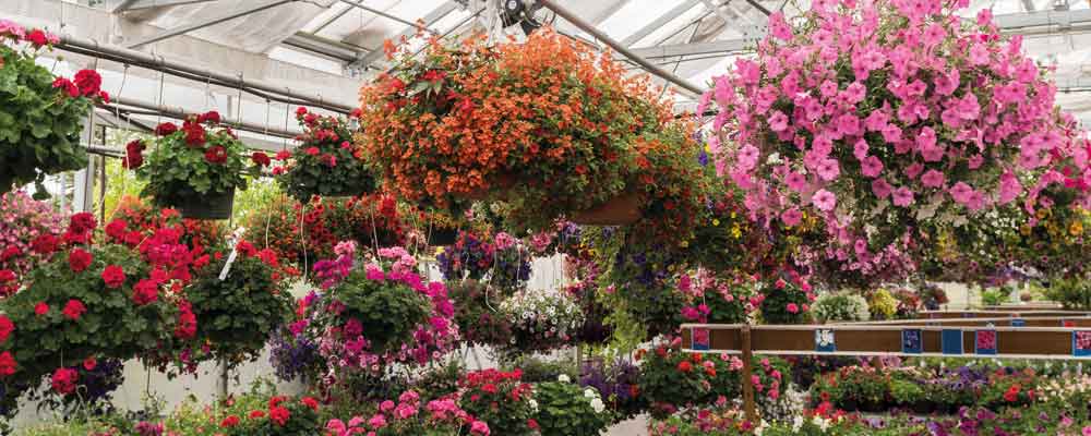 hanging baskets for sale in Retford, Notts