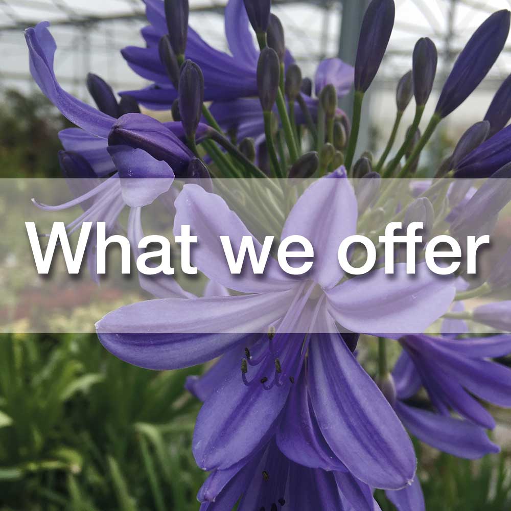 Services and hanging baskets at Windmill View plant Centre Nottinghamshire